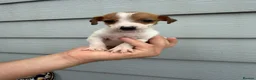 Jack Russell dogs for sale: Jack Russell Puppies - Advert 10