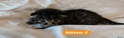 Scottish Fold cats for sale: Stunning Smoky Grey Scottish straight kittens - Advert 20