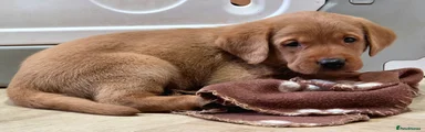 Labrador Retriever 1