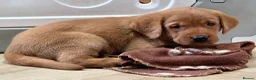 Labrador Retriever dogs for sale: 2 BEAUTIFUL CHUNKY KC REG FOX RED LABRADORS - Advert 16