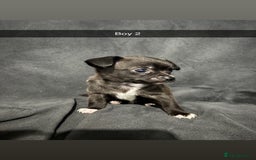 Chorkie dogs for sale: For sale  - Advert 3