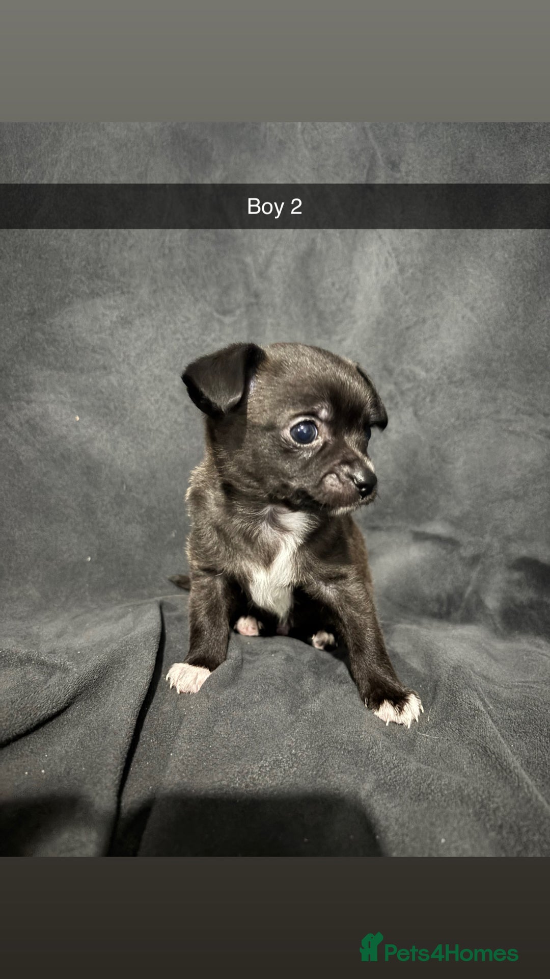 Chorkie dogs for sale: For sale  - Advert 3