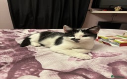 Mixed Breed cats for sale: Kittens MaineCoon Cross 1 boy left ready today 😻 - Image 5