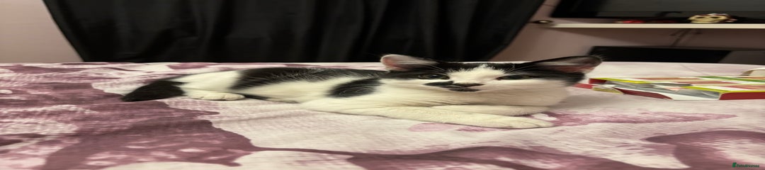 Mixed Breed Kitten 6