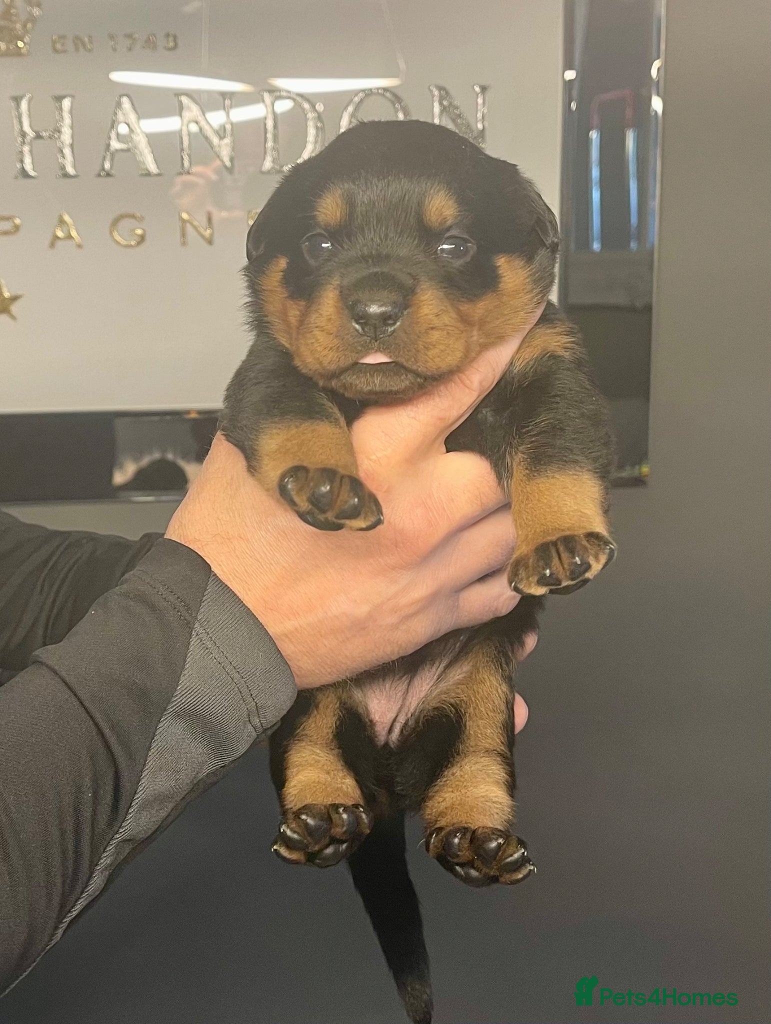 Rottweiler dogs for sale: Rottweiler pups big boned a1 quality kc registered - Advert 1