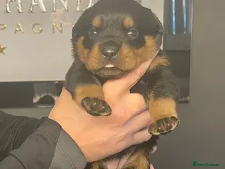 Rottweiler dogs Rottweiler pups big boned a1 quality kc registered - Advert 17