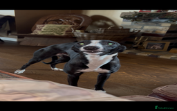 Whippet dogs for sale: Beautiful Whippet Pups - Image 4