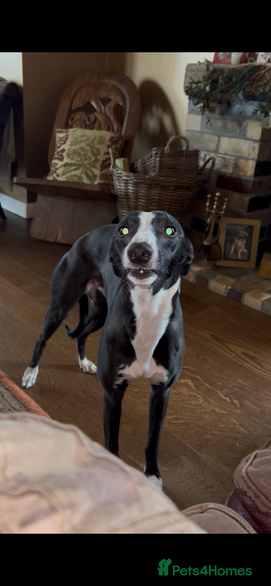 Whippet dogs for sale: Beautiful Whippet Pups - Image 4
