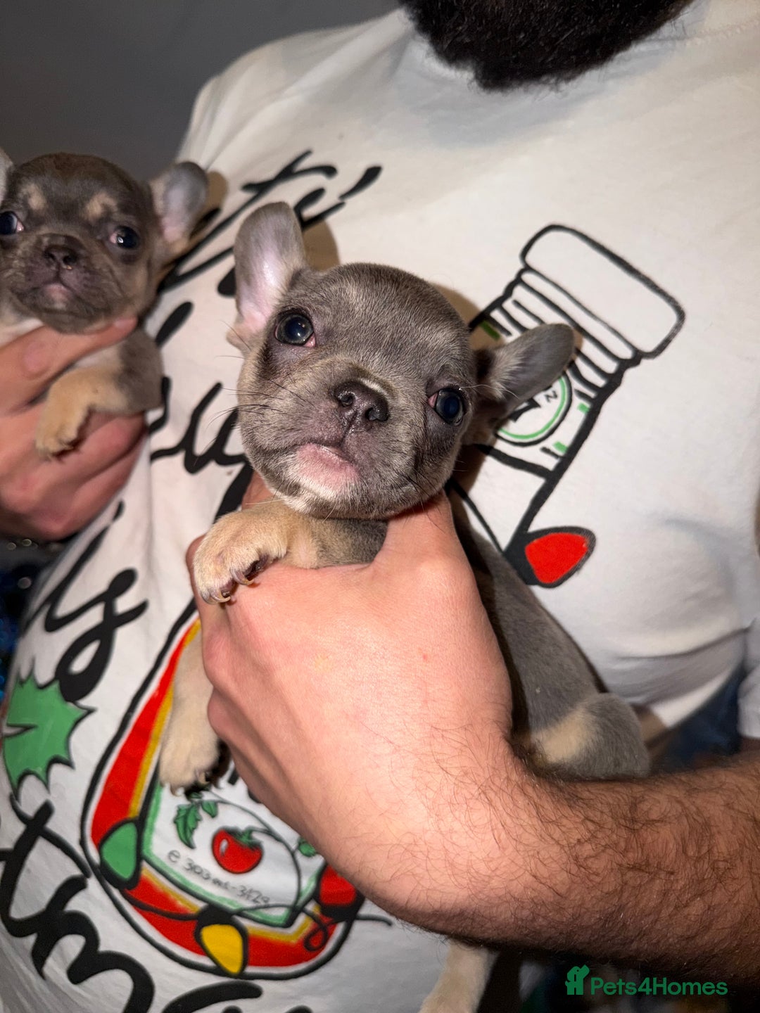 French Bulldog dogs for sale: French bulldog puppies  - Advert 38