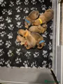 Boxer 2.lord bartholomew(light blue collar)