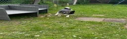 Siberian Husky dogs for sale: Siberian husky  in Manchester - Advert 4
