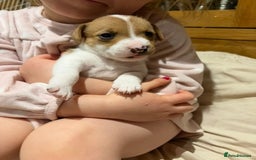 Jack Russell dogs for sale: Stunning Jack Russell puppies  - Image 5