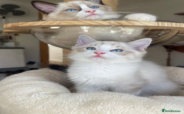 Ragdoll cats - Advert 3