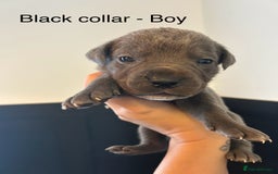 Cane Corso dogs for sale: Cane Corso Puppies  - Advert 16