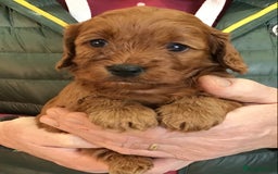 Cockapoo dogs for sale: 5* Miniature F1b Cockapoo Puppies - Advert 37