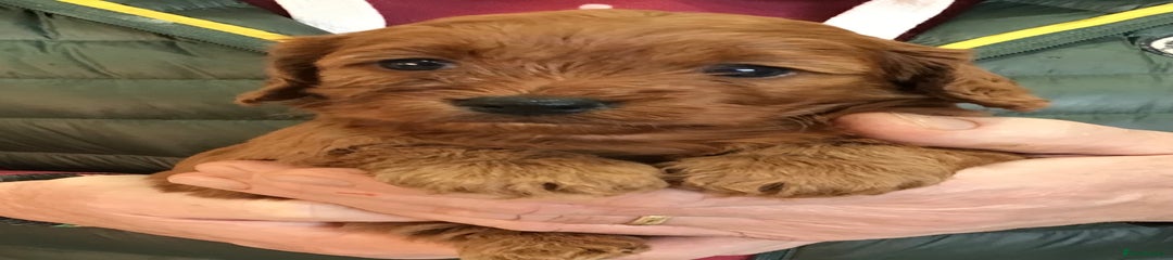 Cockapoo Puppy 6…..Red Girl