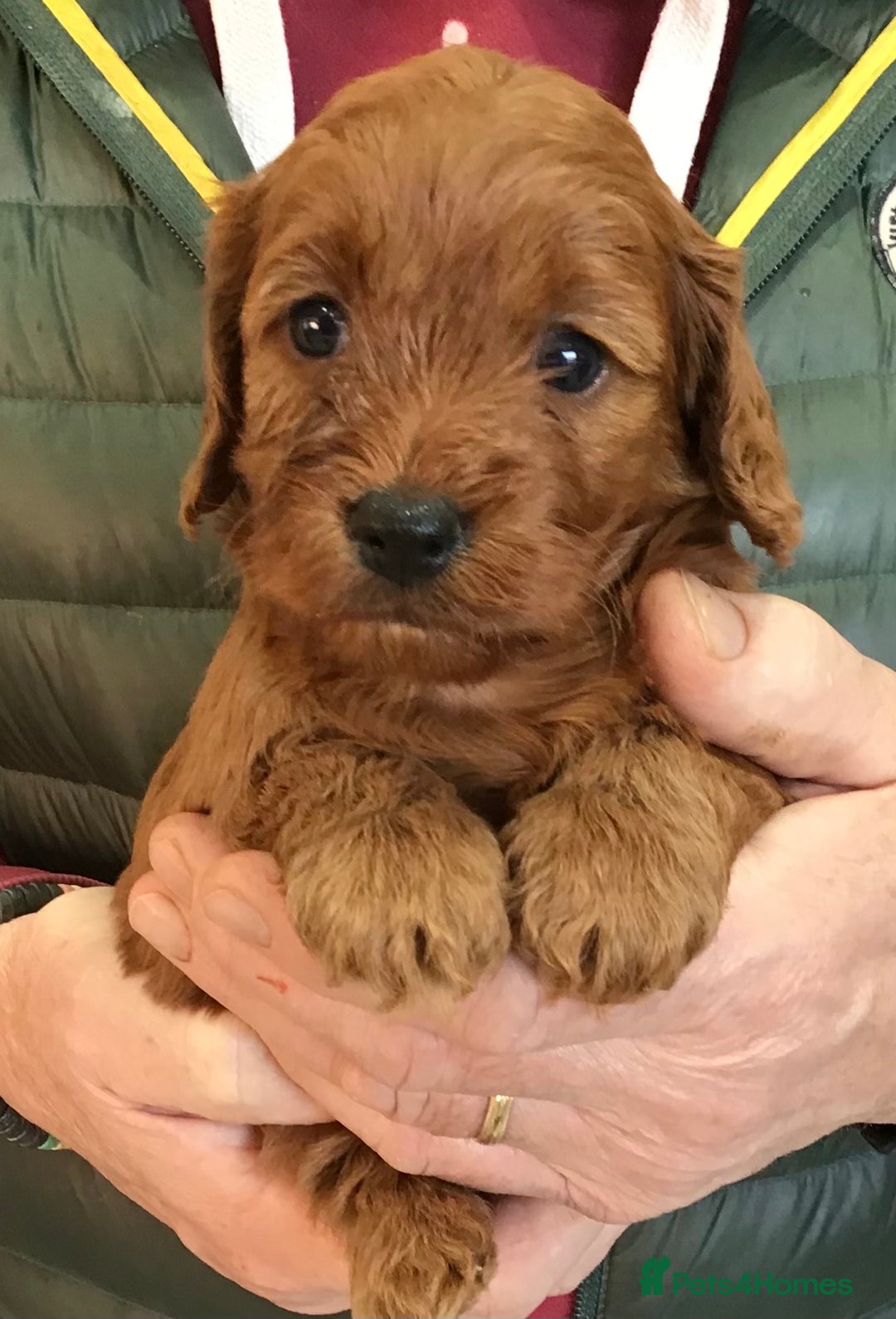 Cockapoo dogs for sale: 5* Miniature F1b Cockapoo Puppies - Advert 37