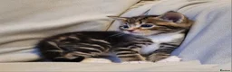 Russian Blue cats for sale: Kittens for sale - Advert 19