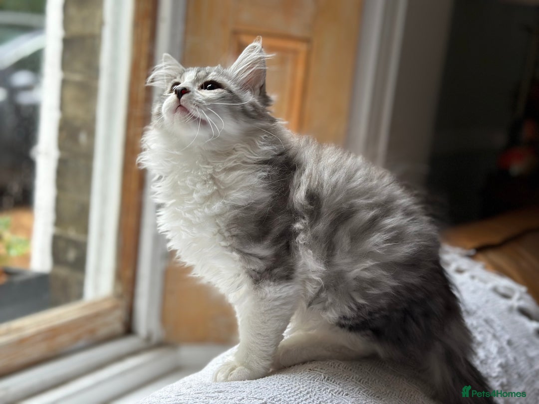 Siberian cats for sale: TICA Siberian Kittens Hypoallergenic Family Raised - Image 4