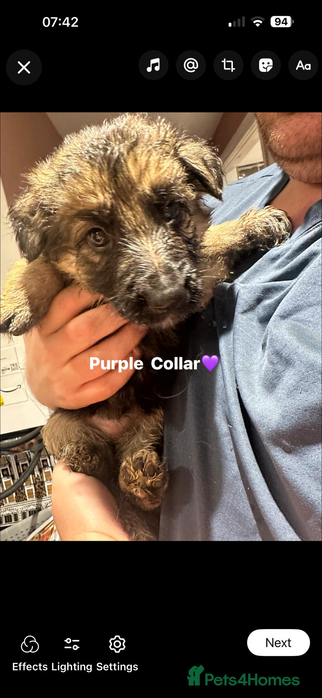 German Shepherd dogs for sale: German Shepherd puppies *Open to sensible offers* - Advert 27