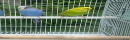Budgerigars birds for sale: Double split budgies available split of bw/bf - Advert 3