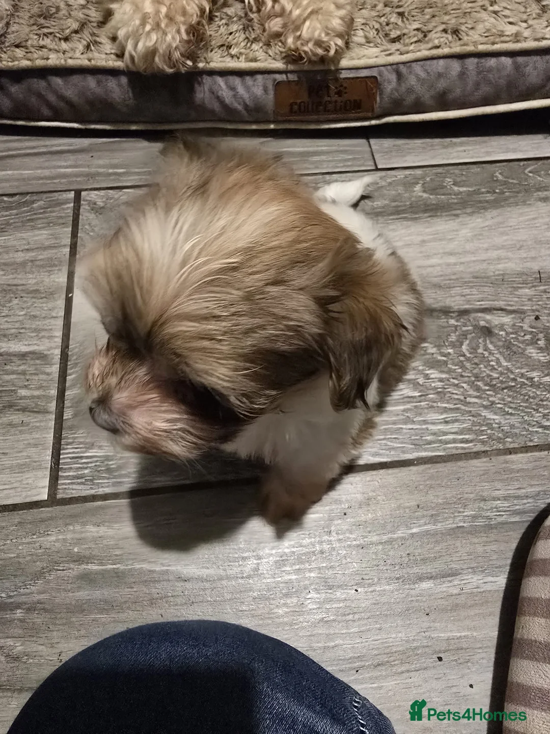 Mixed Breed dogs for sale: 5 Lhasa Apso × Yorkshire Terrier puppies for sale  - Advert 3
