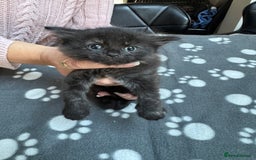 Mixed Breed cats for sale: Kittens available - females and males - Image 4