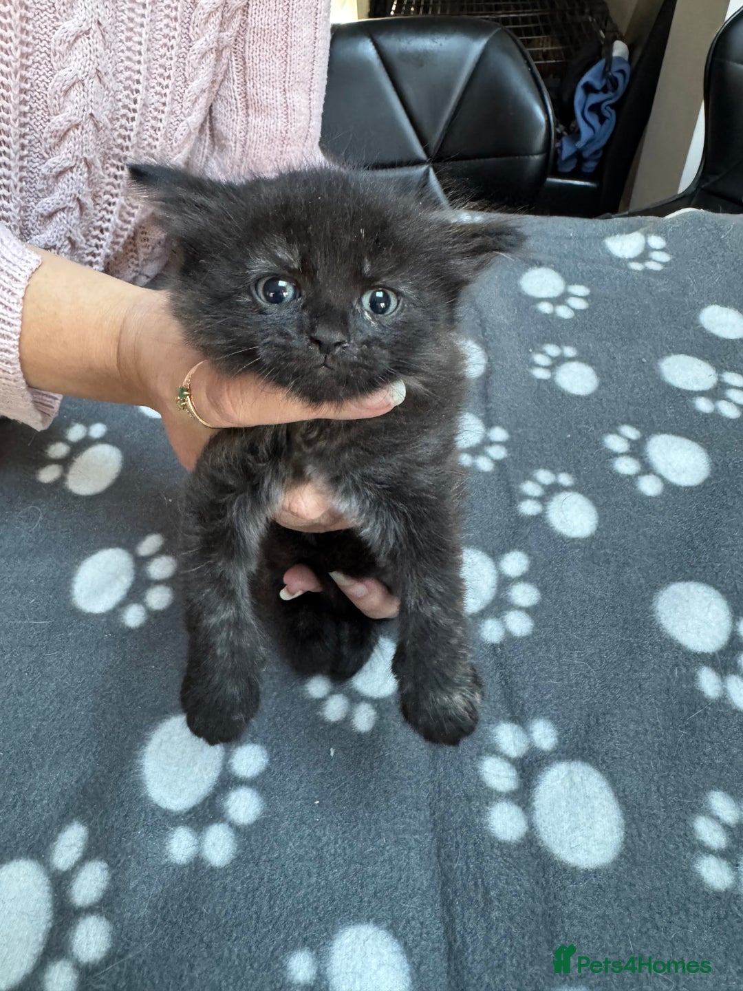 Mixed Breed cats for sale: Kittens available - females and males - Image 4