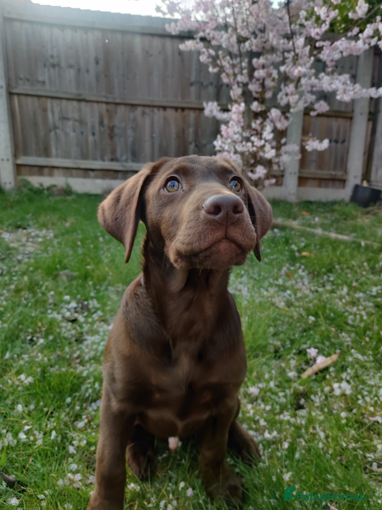 Labrador Retriever dogs 6 month chocolate lab - Advert 5