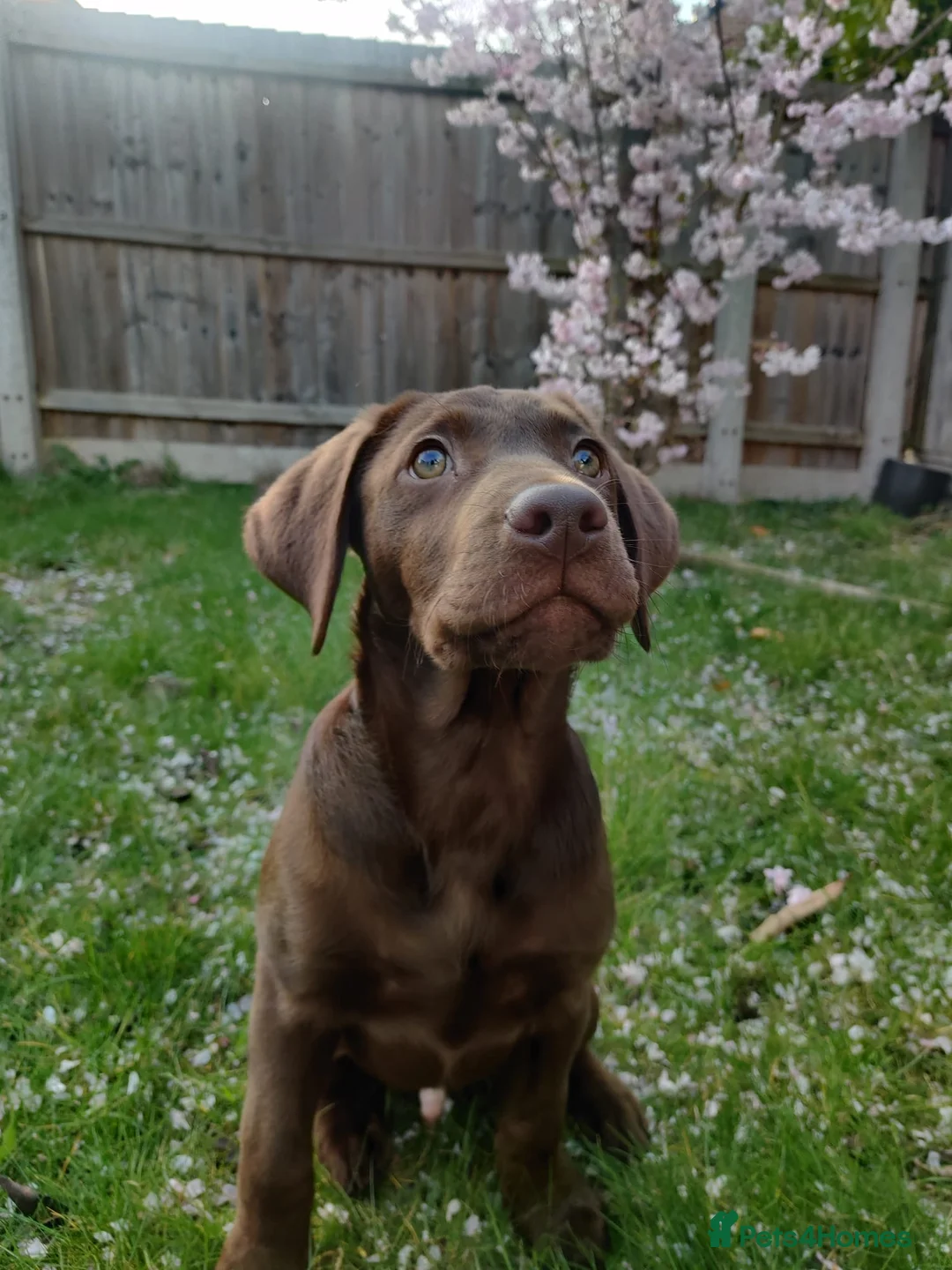 Labrador Retriever dogs for sale: 6 month chocolate lab in Cambridge - Advert 1