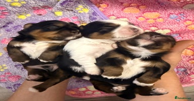 Shih Tzu dogs - Advert 6
