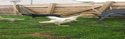 Geese poultry for sale: Trio of Geese ,  Ebden and Chinese goose. - Advert 9
