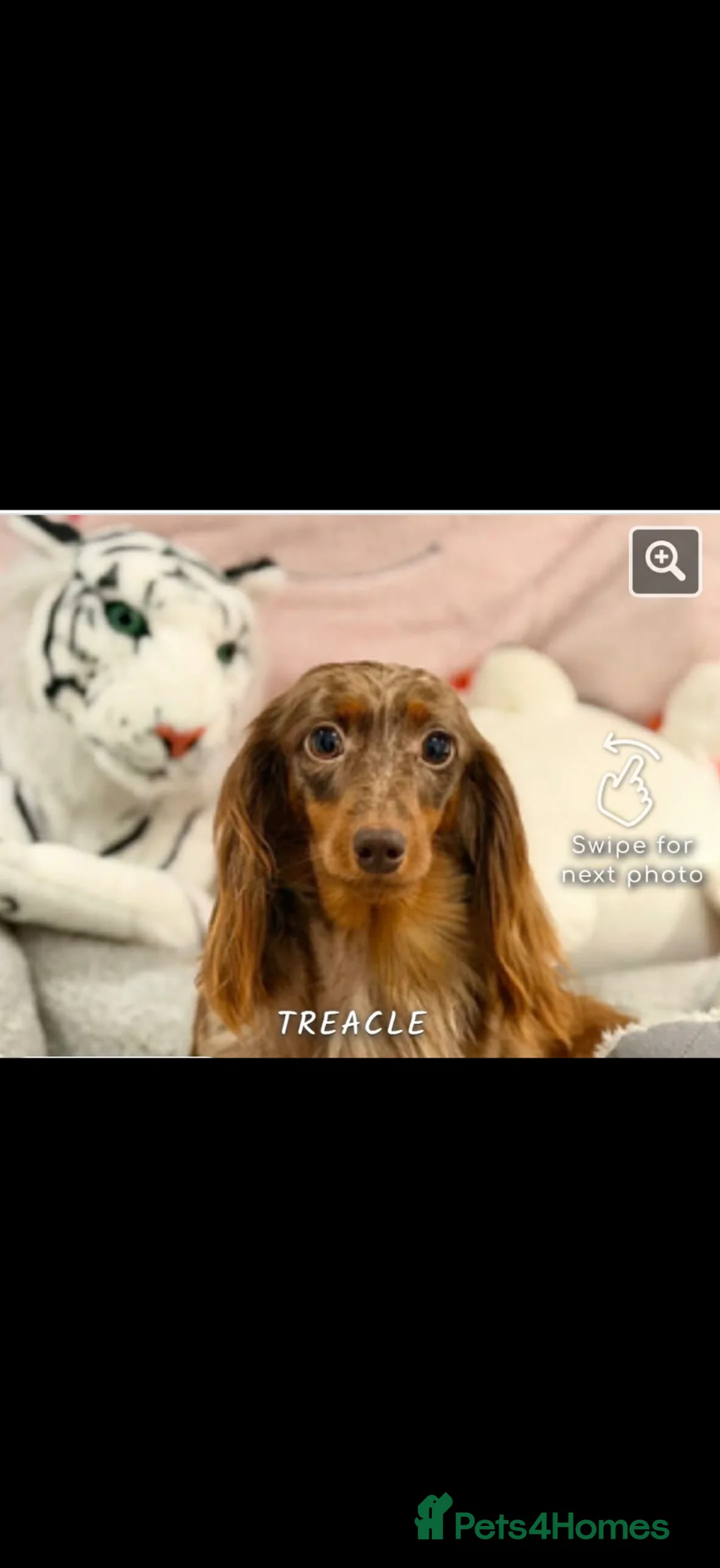 Dachshund dogs for sale: Longhaired Dachshund - Advert 4