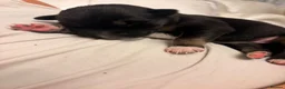 Mixed Breed dogs for sale: Beautiful puppies malanois/collie in Holyhead - Advert 4