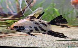 Angelfish fish for sale: Koi Angelfish - Image 22