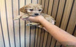 Cockapoo dogs for sale: Beautiful F2 Cockapoo Puppies - Image 16