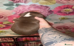 American Bully dogs for sale: American Bully Pups - Image 28