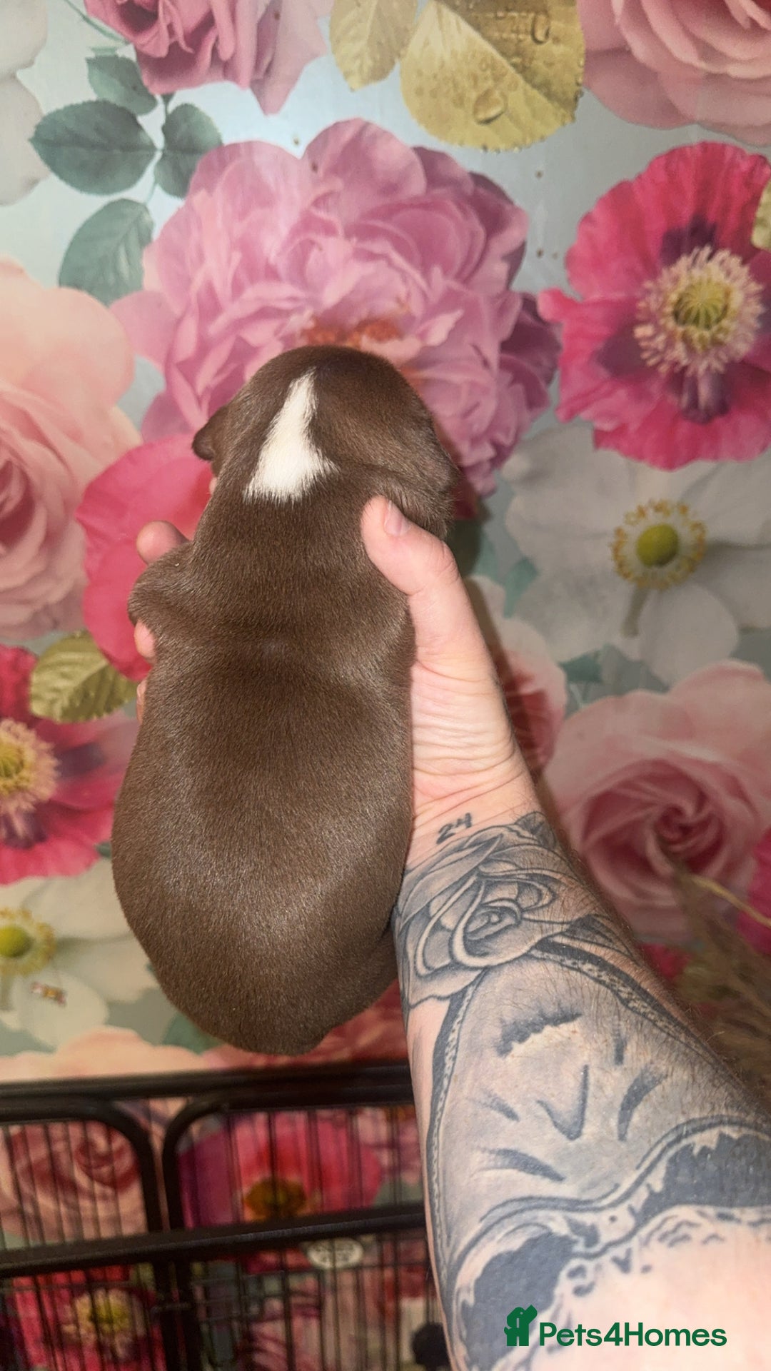 American Bully dogs for sale: American Bully Pups - Image 28