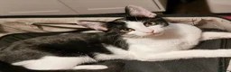 Mixed Breed cats for sale: Adorable Playful Kittens Looking for Forever Homes in London - Advert 9
