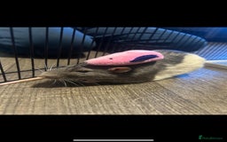 Rat rodents for sale: Brother rats. So cute and friendly. Kids handled - Image 8