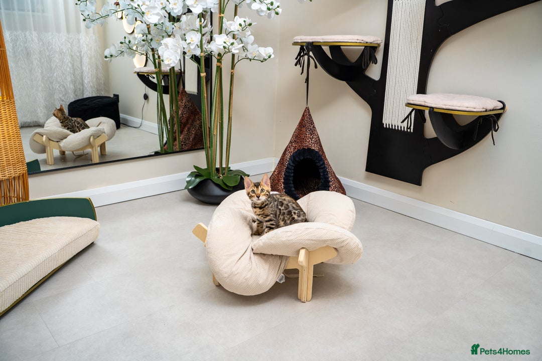 Bengal cats for sale: Top quality Bengal Girl- TICA reg.- AVAILABLE NOW - Advert 7