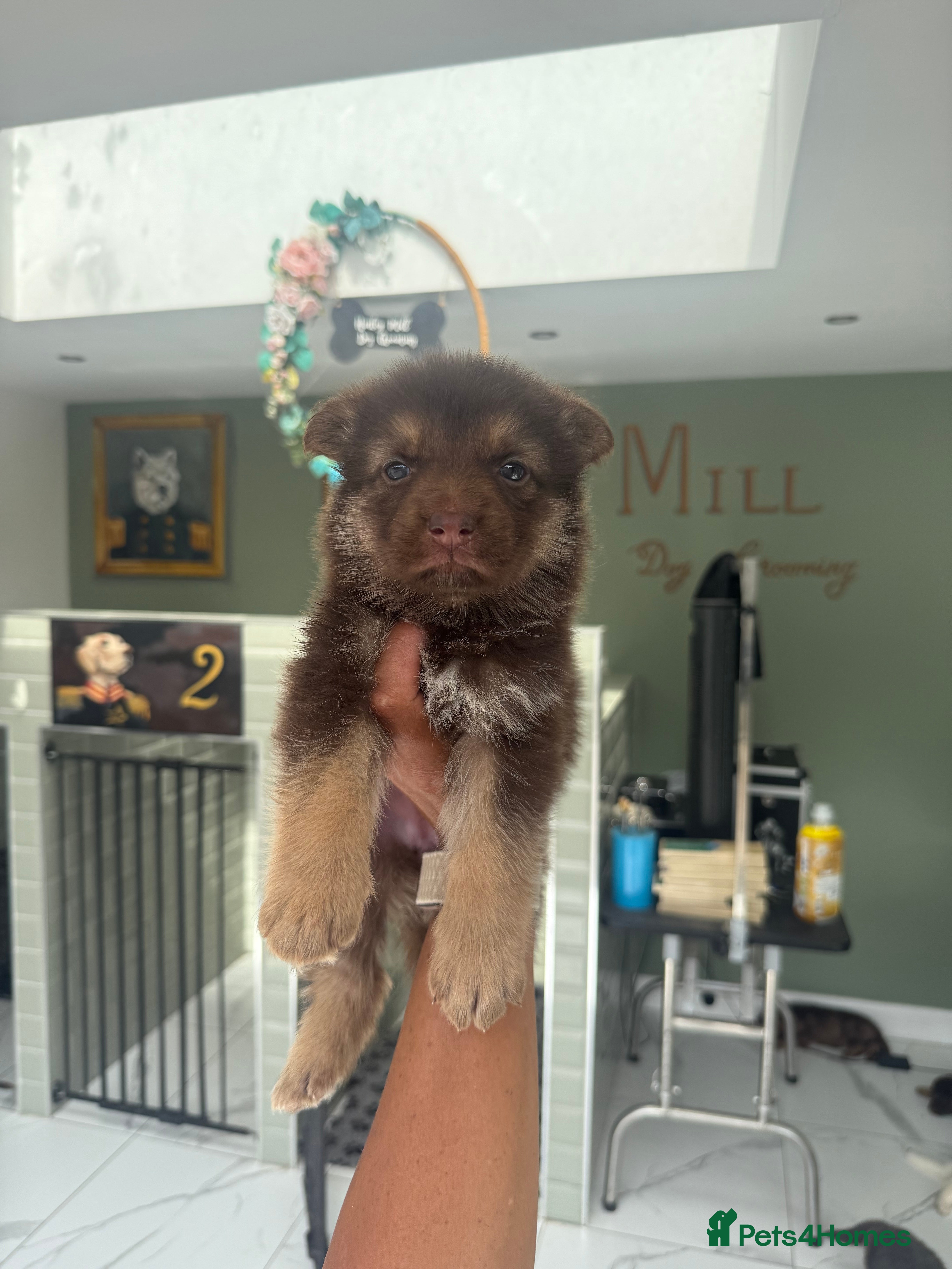 German Shepherd dogs 🐶❤️KC health tested gsd babies 🐶❤️ - Advert 2