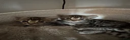 Bengal cats for sale: Bengal cross kittens  - Advert 9