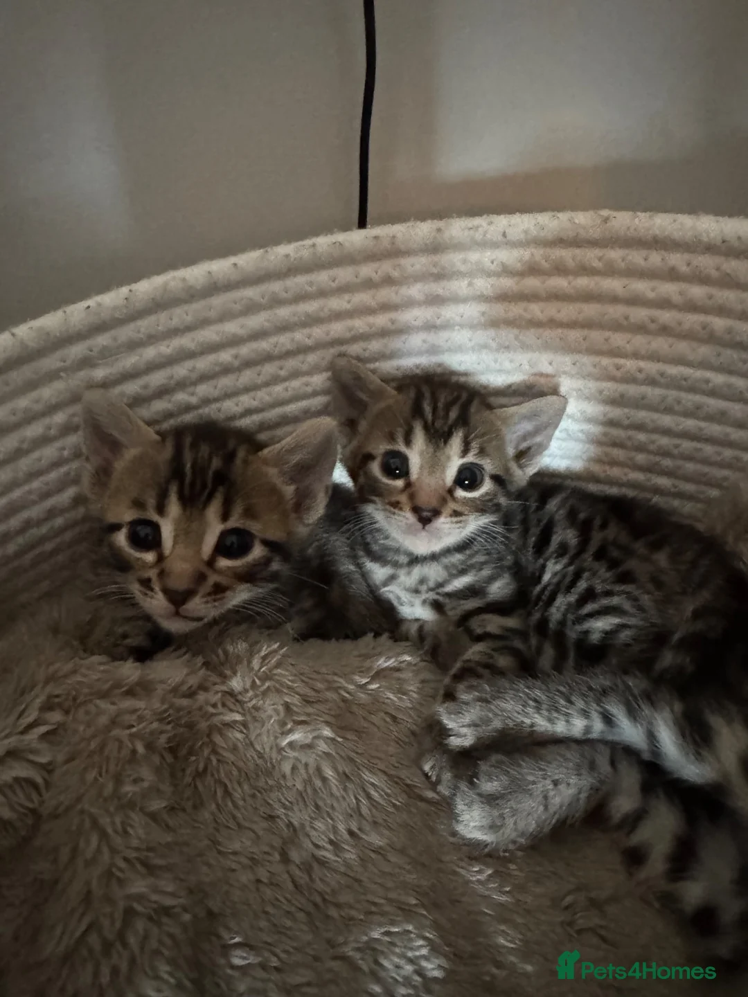 Bengal cats for sale: Bengal cross kittens  - Advert 9