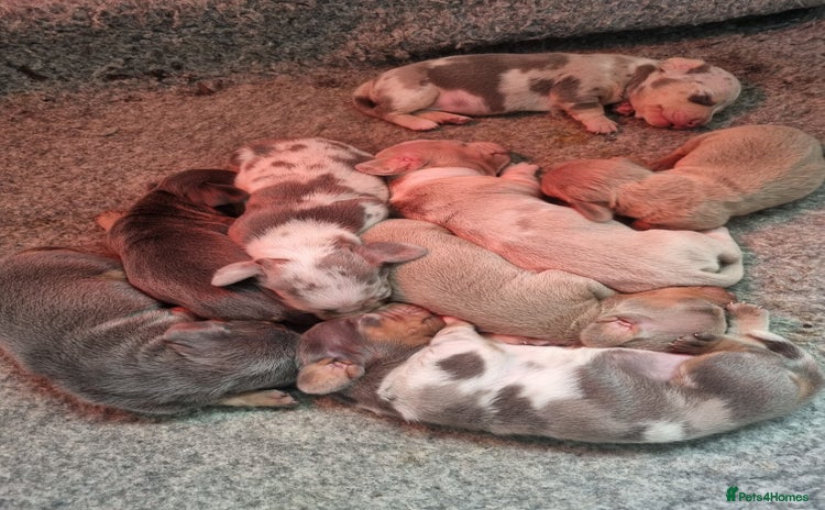 Dachshund dogs 8 Smooth Haired miniature dachshund pups  - Advert 6