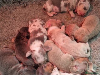 Dachshund dogs 8 Smooth Haired miniature dachshund pups - Advert 14