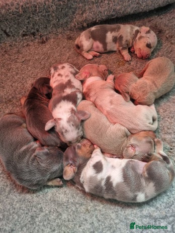 Dachshund dogs 8 Smooth Haired miniature dachshund pups - Advert 6