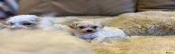 Maltipoo dogs for sale: Stunning little Maltipoo puppies  - Advert 7