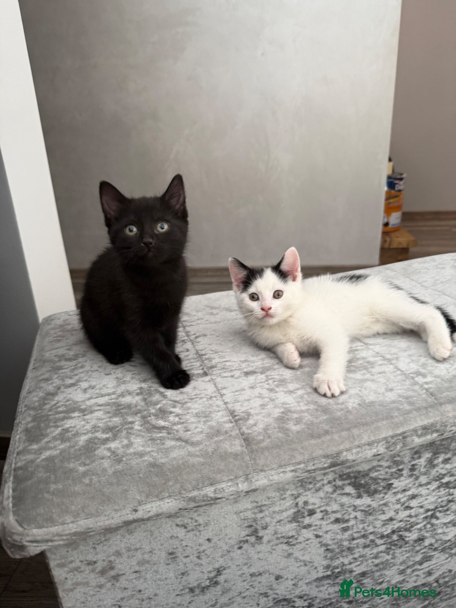 Mixed Breed cats Kittens  - Advert 5