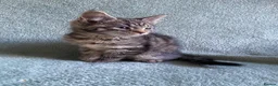 Mixed Breed cats for sale: BSH x boy kittens  - Advert 11